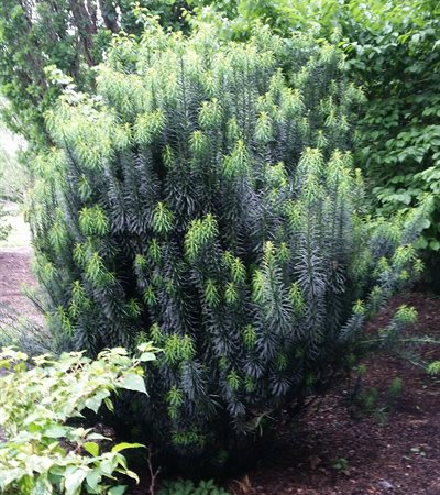 Upright Japanese Plum Yew Fastigiata